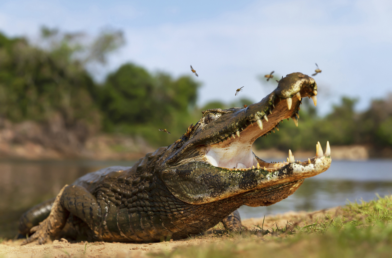 Close up of a Yacare caiman (Caiman yacare) with open mouth, South Pantanal, Brazil.