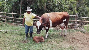 ¿En qué va el proyecto de Conglomerado Lácteo?, conózcalo en la rendición de cuentas