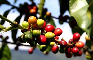 Fortalecer Economías Campesinas en el Cauca, será la apuesta del III Mercado Solidario e Intercultural