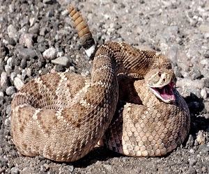 Western Diamondback Rattlesnake (Crotalus atrox) coiled to strike
Western Diamondback Rattlesnake (Crotalus atrox)