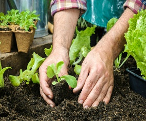Farmer planting young seedlings of lettuce salad in the vegetable garden