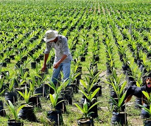 Descripción: Cultivos de palma de aceite en Urabá. Fecha de evento: 08/12/2013. Foto: Juan Antonio Sánchez Ocampo