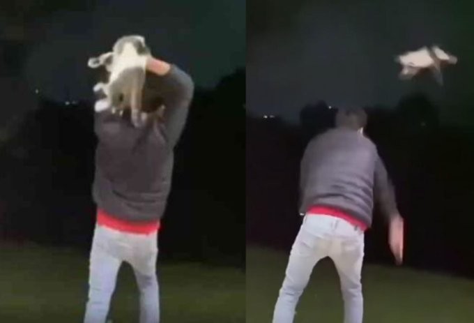 Se grabó Desadaptado Lanzando un Gato Rechazo Total a este individuo