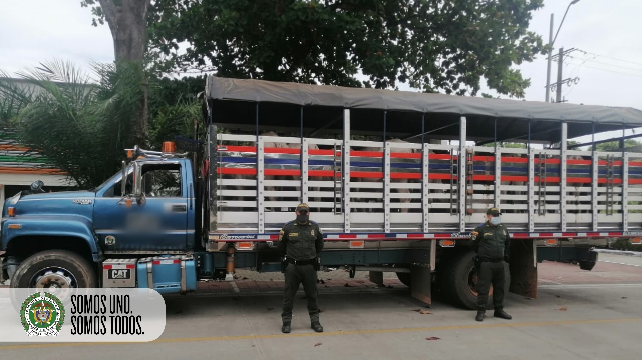 LA POLICÍA NACIONAL LOGRÓ LA INCAUTACIÓN DE 30 SEMOVIENTES BOVINOS EN CONTROLES POLICIALES EN PUERTO LLERAS META