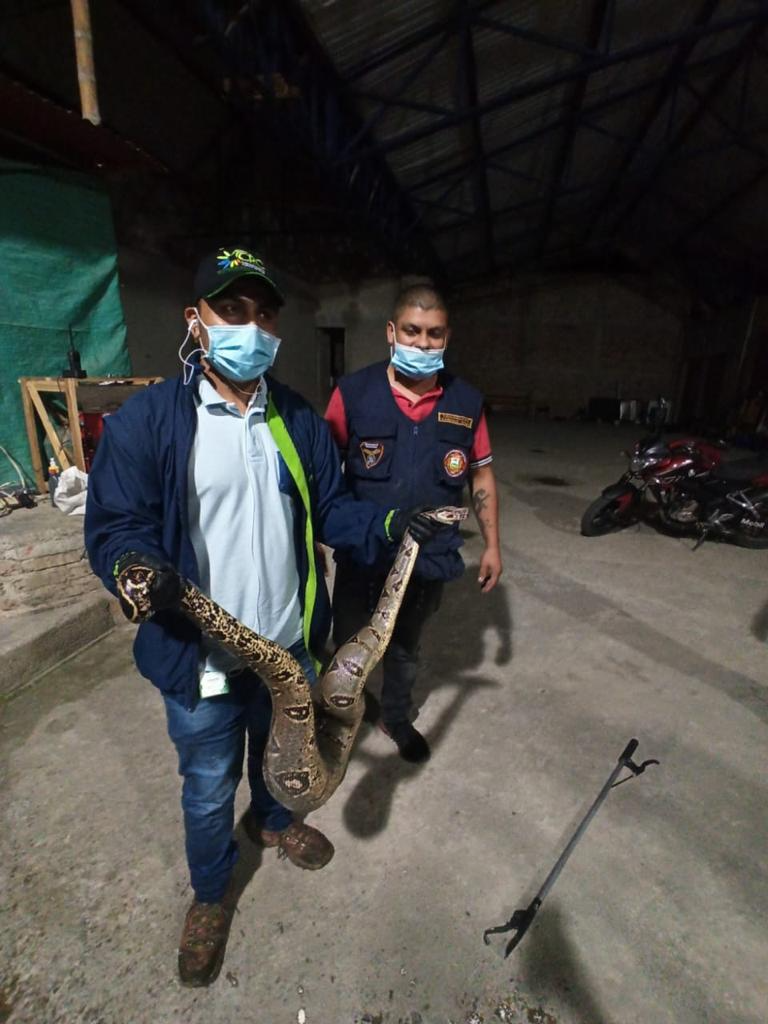 En zona rural del municipio de El Tambo se encontró una serpiente Boa
