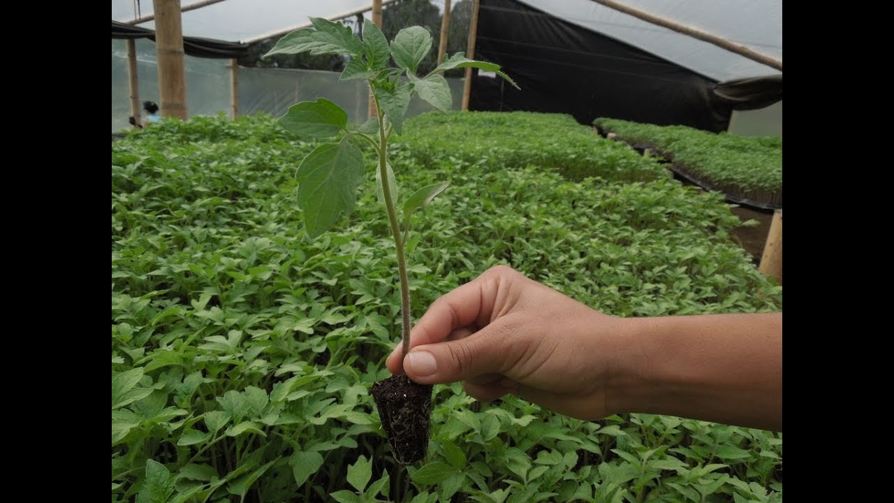Con la siembra de cerca 39 mil plántulas, la CRC Celebra el día del Árbol