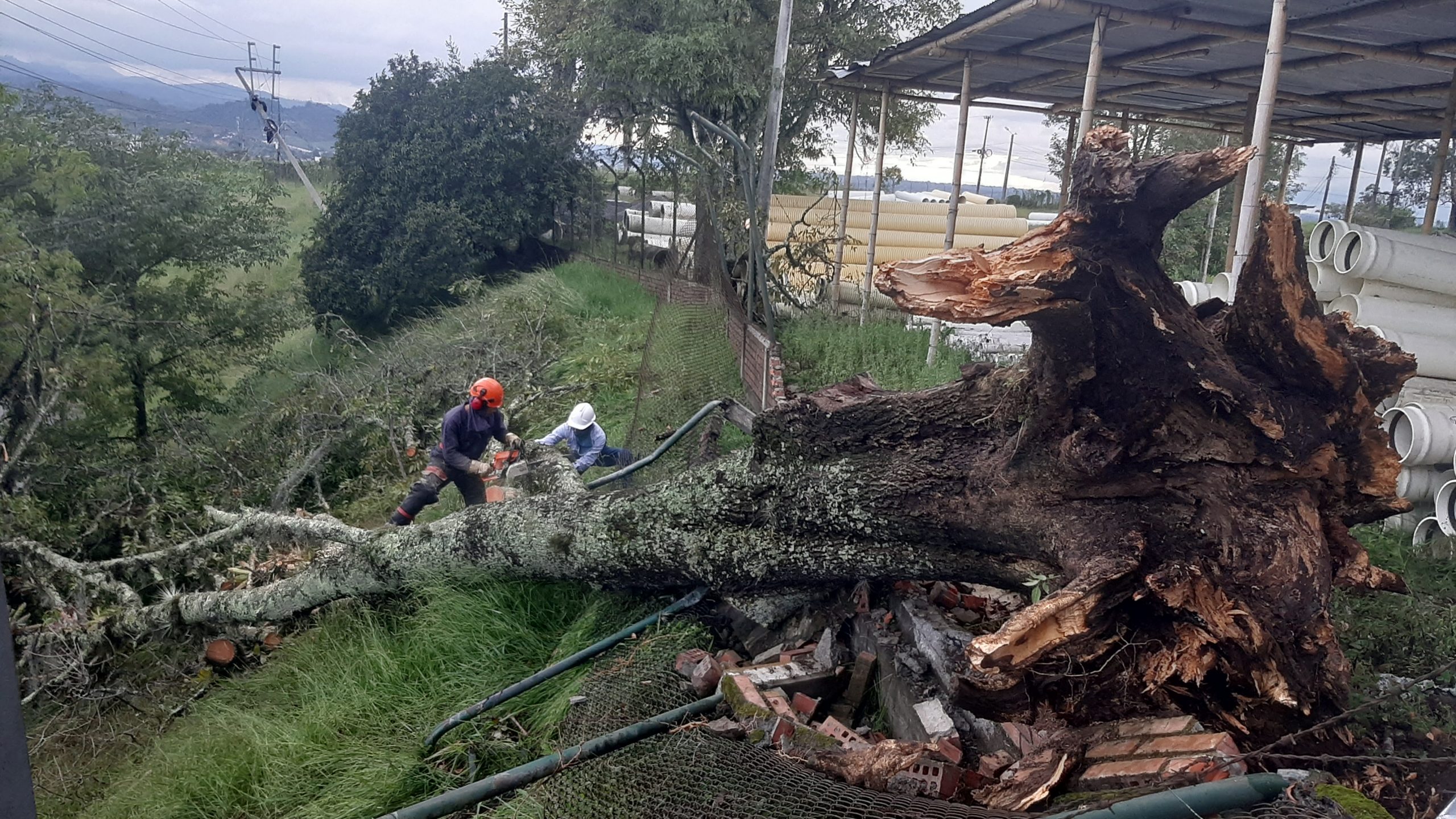 Caída de árbol causa ausencia del servicio de energía eléctrica en el Norte de Popayán
