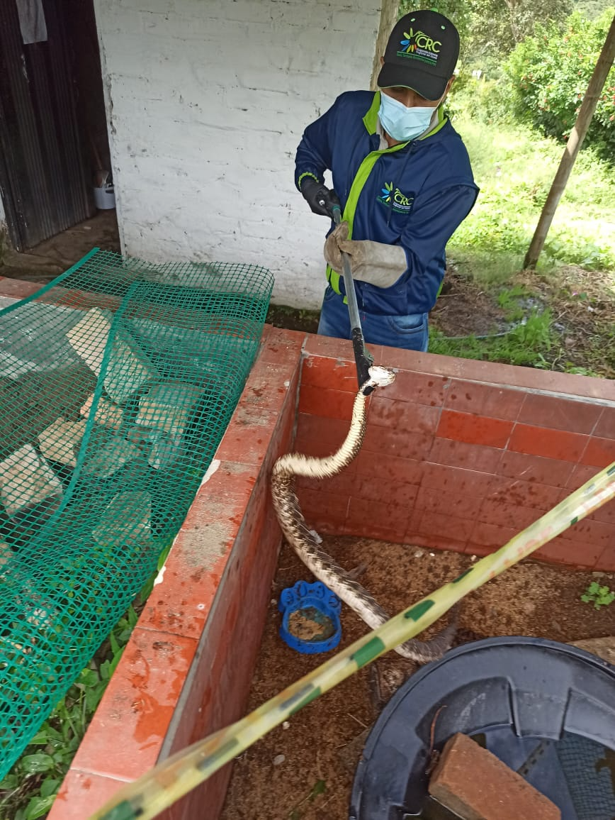 PROFESIONALES DE LA CRC RESCATARON VÍBORA DE CASCABEL EN EL MUNICIPIO DE EL TAMBO