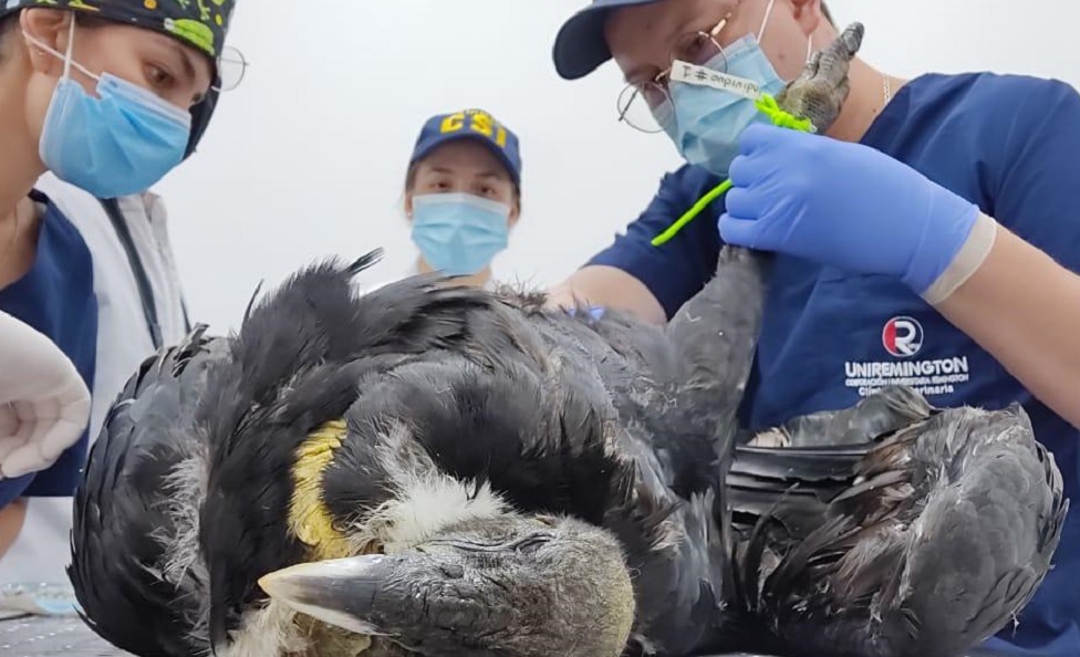 Minambiente Correa resalta : INFORME“Debemos ser guardianes de nuestras especies”