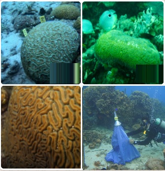 Inicia proyecto cría de larvas de coral 2020-2025 en el Parque Nacional Natural Corales del Rosario y de San Bernardo