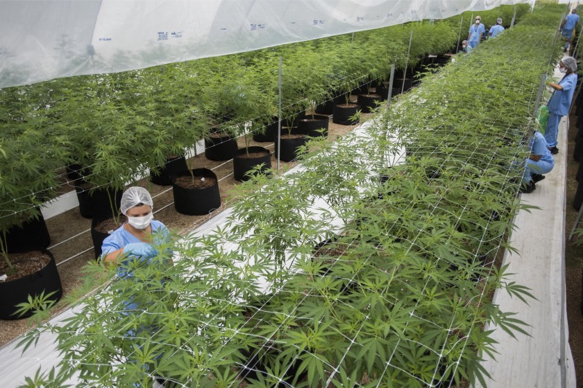 Después de legalizarse la producción de marihuana con fines medicinales en Colombia, vendrá seguramente una nueva propuesta para reglamentar la producción de estupefacientes y el uso de la cocaína