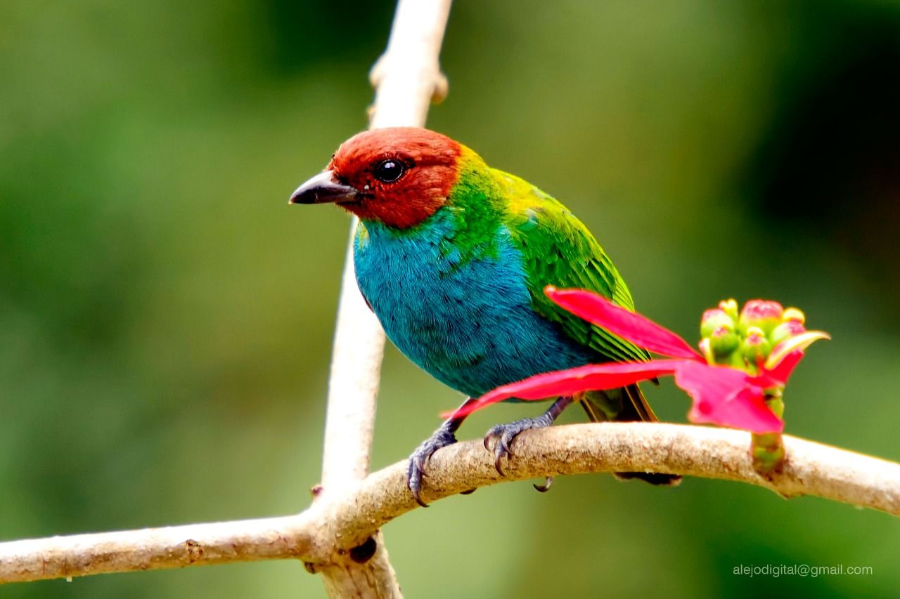 El nuevo potencial turístico y económico  de nuestro departamento Caucano “Aviturismo”