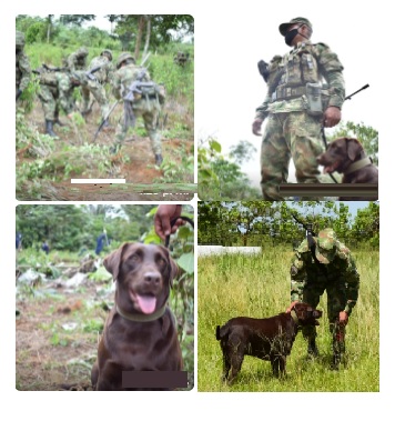 Canela, una soldado de cuatro patas entrenada para ubicar explosivos y facilitar la erradicación de cultivos ilícitos