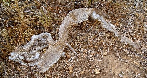Una Triste Realidad que Vive el Cauca con sus Líderes una : ” Víbora Cambia de Piel, pero no de Naturaleza”