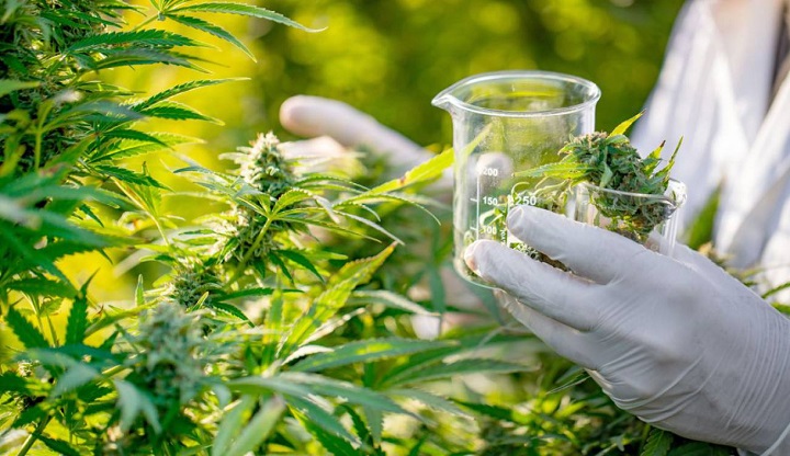 Tendrá Cannabis medicinal primera rueda de negocios con compradores de 13 países