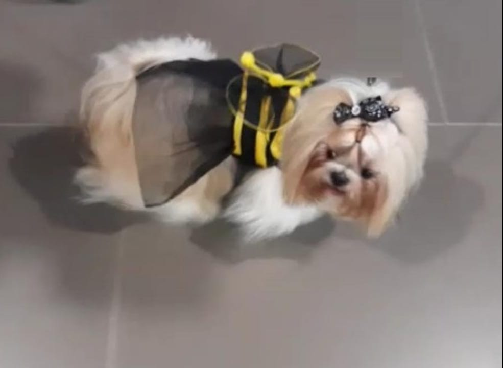 COMPARTE EN FAMILIA CON EL MEJOR DISFRAZ DE TU MASCOTA EN EL PARQUE CALDAS HOY DESDE LAS 9 A.M INVITA YUYI VEJARANO Y LA ADMINITRACION CREO EN POPAYAN