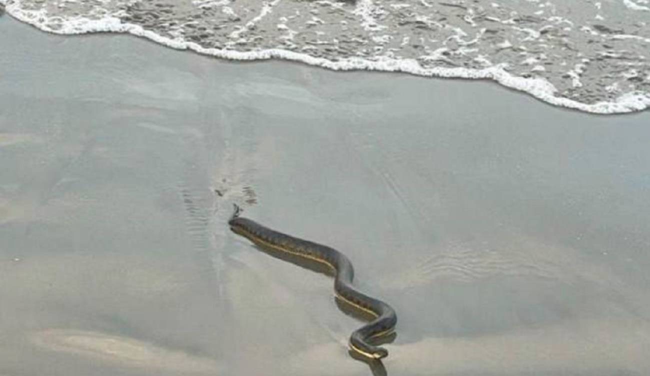 Se imagina usted bañándose y de la nada le salga una culebra súper venenosa