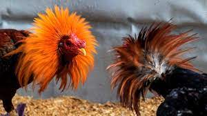 Gustavo Petro Un Fenómeno Electoral en Redes donde aun no sale un buen GALLO para darle la Pelea