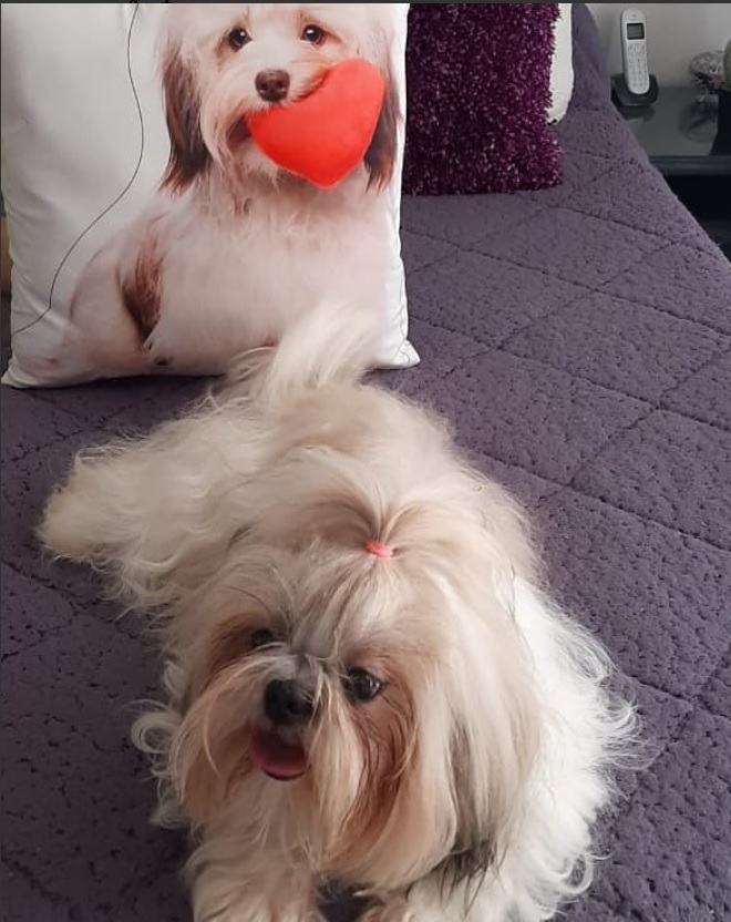 COLOMBIA EXTREMO TELEVSIÓN TE DA TIPS PARA CUIDAR A SUS MASCOTAS DE LA POLVORA