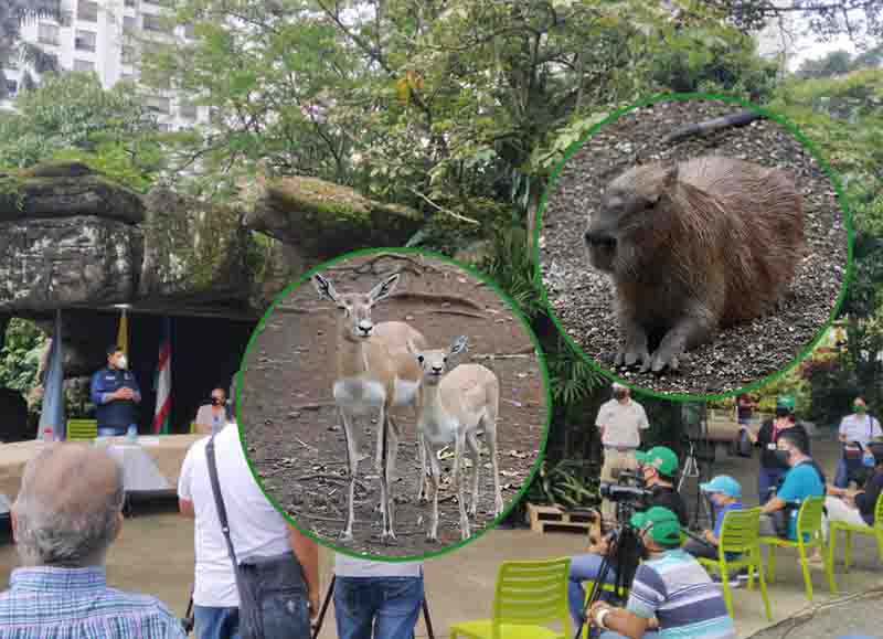 Dos animales del zoológico de Cali ” Antílope y chiguiro” murieron por pólvora en Cali