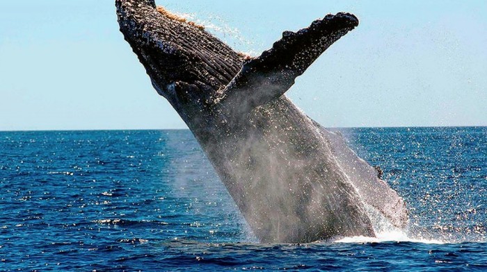 ES EL MOMENTO DE DARLE LA IMPORTACIA A NUESTROS OCEANOS,resalta MARIO BUSTAMANTE CANDIDATO DE LA COALICION CONSERVADORA