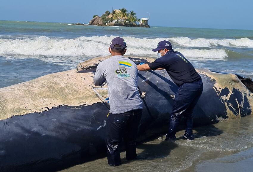 Es Encontrada ballena muerta en las playas del departamento de Córdoba