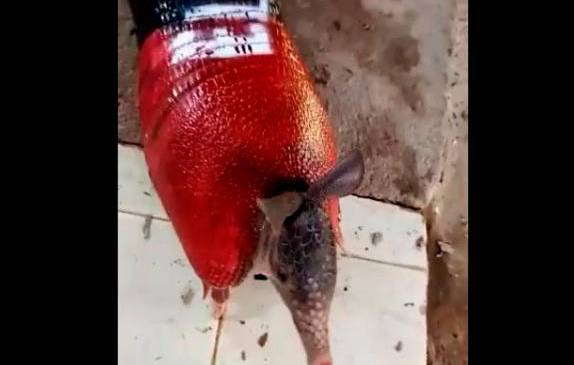 Un pequeño armadillo se suma como víctima del paro armado anunciado por la guerrilla del Eln.