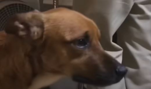 La lealtad y el amor no tiene limites : Desgarradoras escenas protagoniza un perro que no se quiere separar del ataúd de su amo
