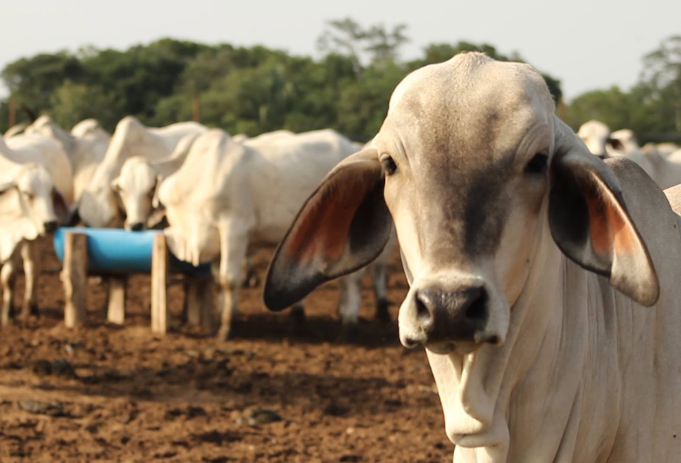 GANADO SE LLAMA A LAS VACAS