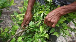 La guerra contra el “NARCO” ha representado una terrible tragedia para Colombia se necesita unas ideas audaces para combatir.