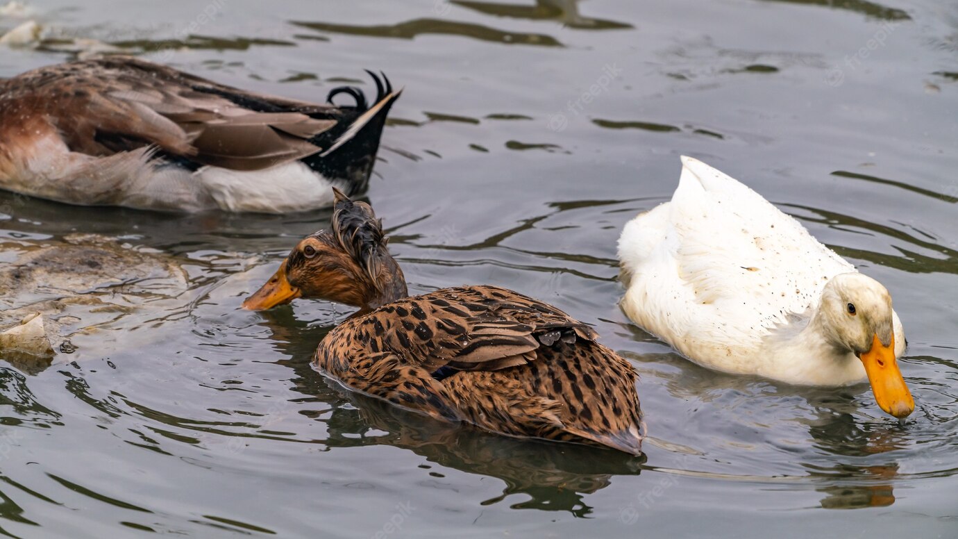 En pocos meses ya estaremos de nuevo acudiendo a las urnas para una nueva elección o como dicen a la fiesta democrática, se alborota los “Patos” para llegar a las regionales, donde mostraran si saben nadar o se ahogaran en su intento