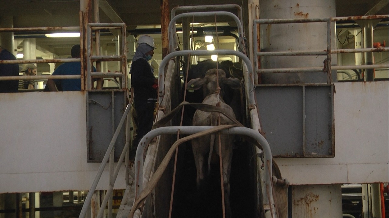 Prohibición de exportaciones de ganado en pie afectaría a 350.000 pequeñas familias ganaderas