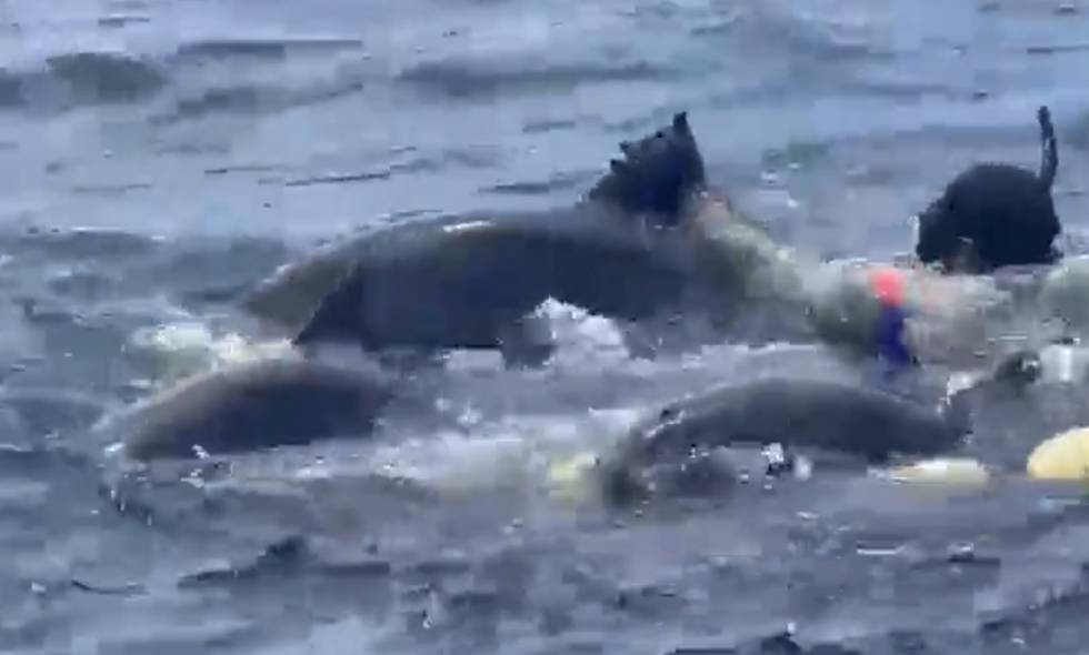 Pesquero de Bandera Venezolana Lastima con sus Redes a un Grupo de Delfines en Bahía Solano, Chocó.