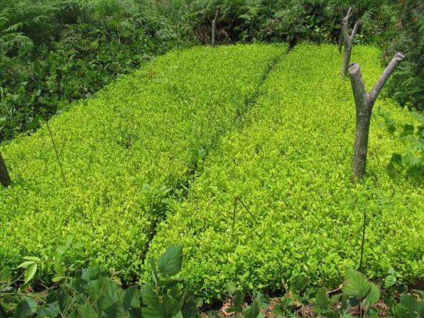 Las Propuestas de Petro solo Fortalecerán los Cultivos Ilicitos y a los Narcos Confirmando Cada dia que Estamos Ahogados en Coca