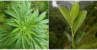 Nace  proyecto de ley donde se legaliza la producción de marihuana con fines industriales y advierten que se hará lo mismo con la producción de la hoja de coca