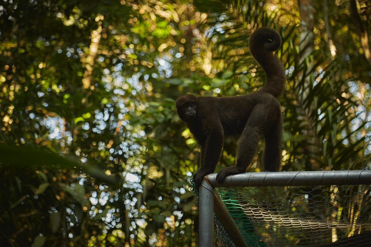 Tropa de monos churucos recuperaron su libertad tras dos años de rehabilitación