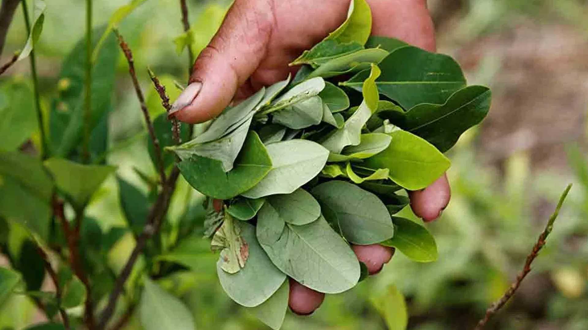 LLEGÓ LA NARCOCRACIA