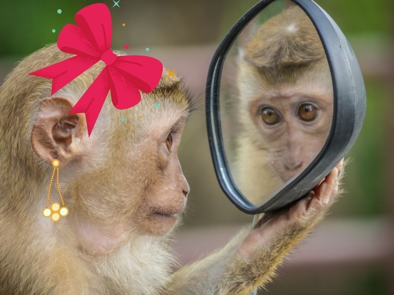 “Aunque la mona se vista de seda, mona se queda, y para rematar que,ni de candidatas quedan “