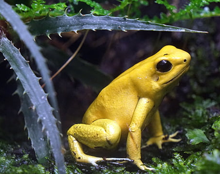 CRC trabaja por la conservación de la Rana Dardo Dorada, especie en vía de extinción.