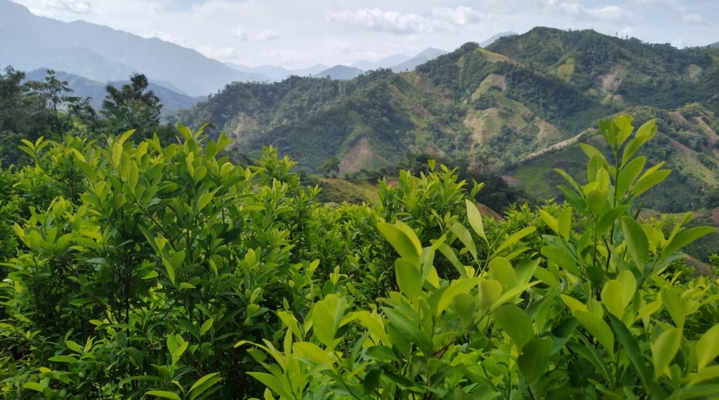 A Petro no le basta con pagar a delincuentes por no matar, también quiere pagarle a cocaleros por no sembrar