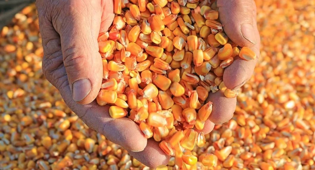 Fenalce enciende alarmas por importación de 41.000 toneladas de maíz amarillo no apto para el consumo