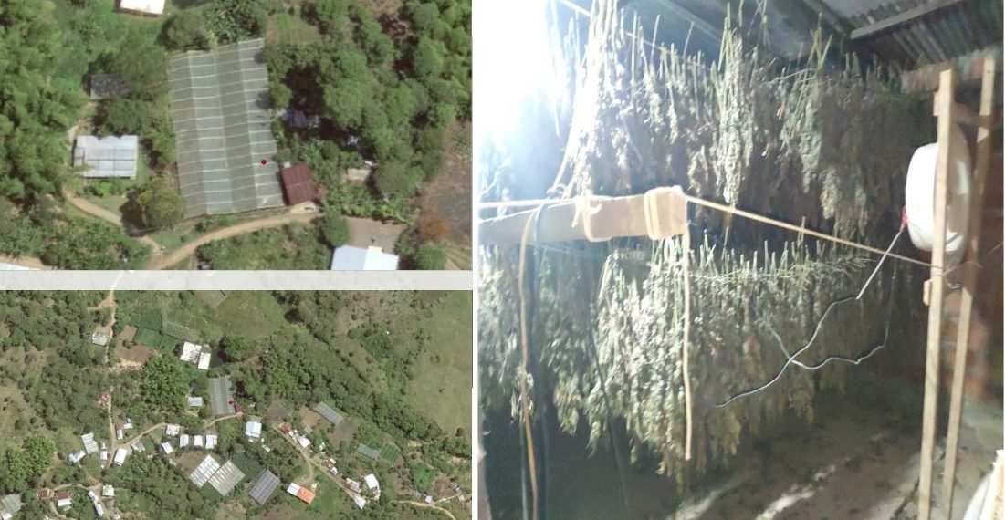 Incautadas más de dos toneladas de marihuana en operación de la Fuerza Pública