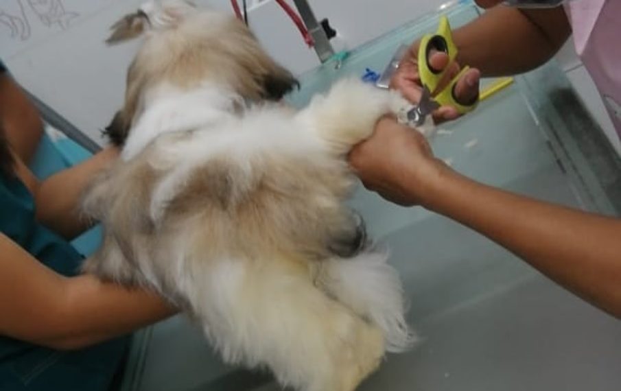 “Clinicanes te dice Conoce los Cuidados que Necesita tu Mascota y como te Puedes Beneficiar de Ellos”