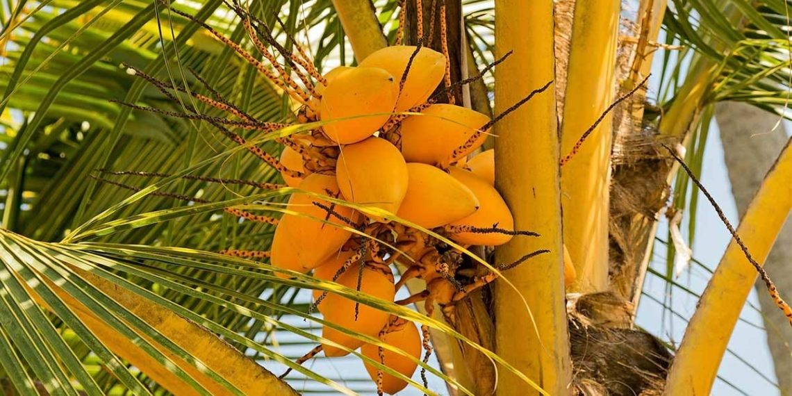 Los Que Suben Como Palma Baja Como Coco, Asi se Alistan las Elecciones para Algunos Congresistas faltos de Seriedad