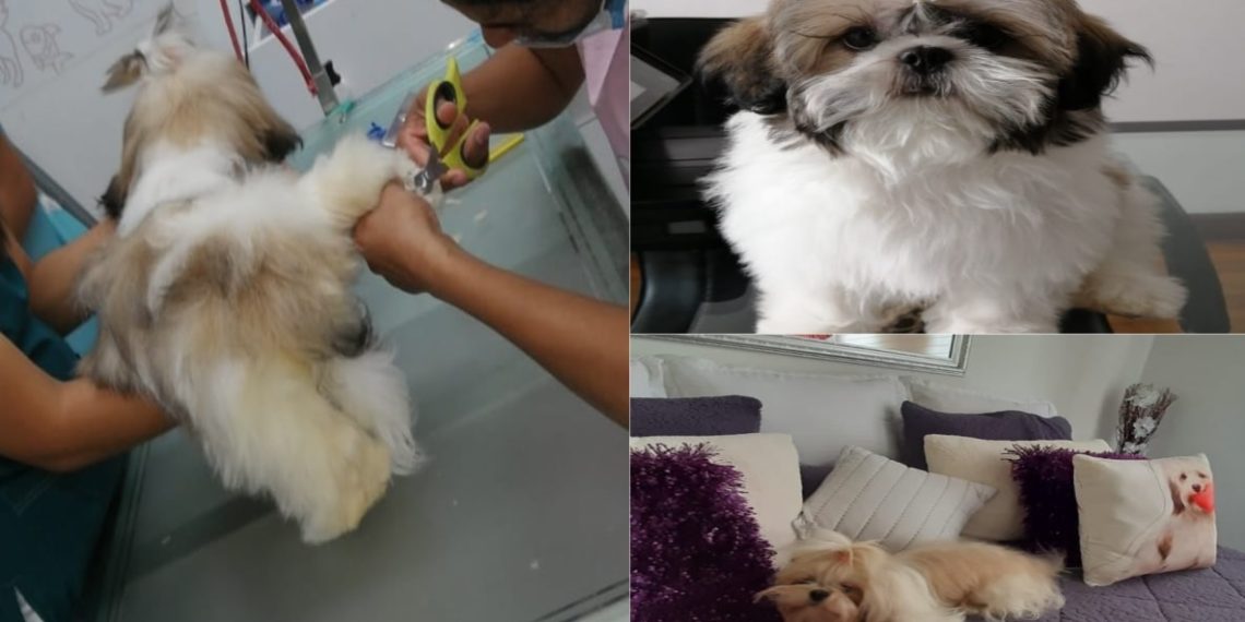 En la última década, más hogares han decidido tener mascotas, lo que ha impulsado este aumento en el gasto destinado a su cuidado y bienestar.