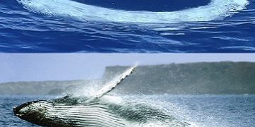 Podría ser arte, juego… o un Mensaje Directo de las ballenas a los Humanos Anillos de burbujas desconciertan a la Ciencia