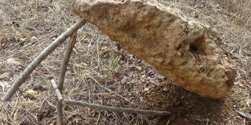 LA CONSTITUCIONAL INVITA A LA TRAMPA