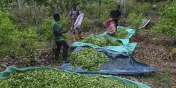 Colombia lidera a nivel mundial con el 67% de los cultivos de coca, alcanzando un récord de 253,000 hectáreas en 2023