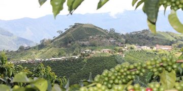 El café en el Cauca: una historia de auge y transformación el cual llego año de 1.736 a través de los misioneros Jesuitas procedentes del Orinoco