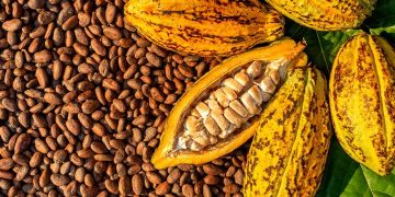 ¡En el Cauca, sembramos sueños con el cacao!